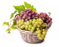 Bunches of white and pink grapes Royalty Free Stock Photo